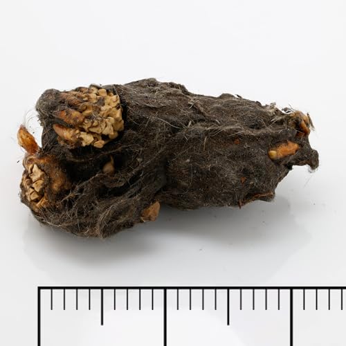 Image of 30 Pack Large Owl Pellets with 30 Bone Sorting Sheets and Teachers Guide