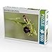 Produktbild CALVENDO Puzzle Spinnen-Ragwurz, Ophrys sphegodes 1000 Teile Lege-Größe 48 x 64 cm Foto-Puzzle Bild von Peter Danis