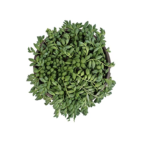 Raindrops Succulents Plants Live In Hanging Planter, Succulent Plant Basket Indoor Plants, Live Succulents Plants, Hanging Plants Succulents Live Trailing Succulent Plants Live By Plants For Pets #TOP2