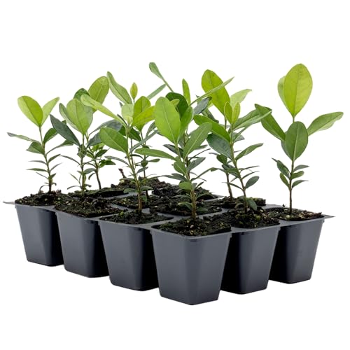 12 Pineapple Guava (Feijoa) Trees | Live Saplings in 2.5-inch Nursery Cubes | Feijoa Sellowiana Variety | Drought-Tolerant Fruit-Bearing Tree and Shrub | Tropical Ornamental Charm for Home and Garden