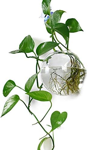Pack of 1 Glass Planters Wall Hanging Planters Round Glass Plant Pots Hanging Air Plant Pots Flower Vase Air Plant Terrariums Wall Hanging Plant Container, 4.7 Inch