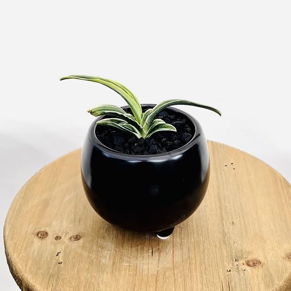 Amazon｜古典園芸植物：万年青 洋風モダン鉢*オモト おもと 観葉植物
