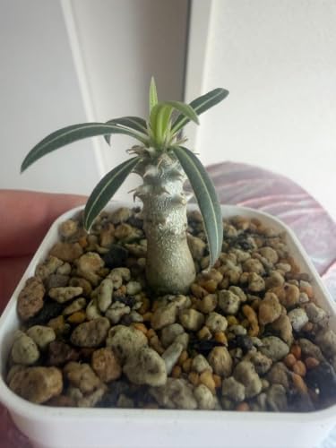 観葉植物 グラキリス パキポディウム 実生」の人気商品一覧・価格比較