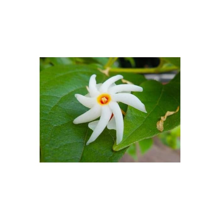 Buy Dichondra 40pcs nyctanthes Arbor tristis Seeds Night Flowering Jasmine Flower Seeds Online