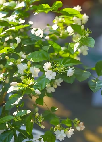 50 Pcs Jasmin Seeds for Planting Fragrant Flower Seeds for Home Garden Decor - Thumbnail 2