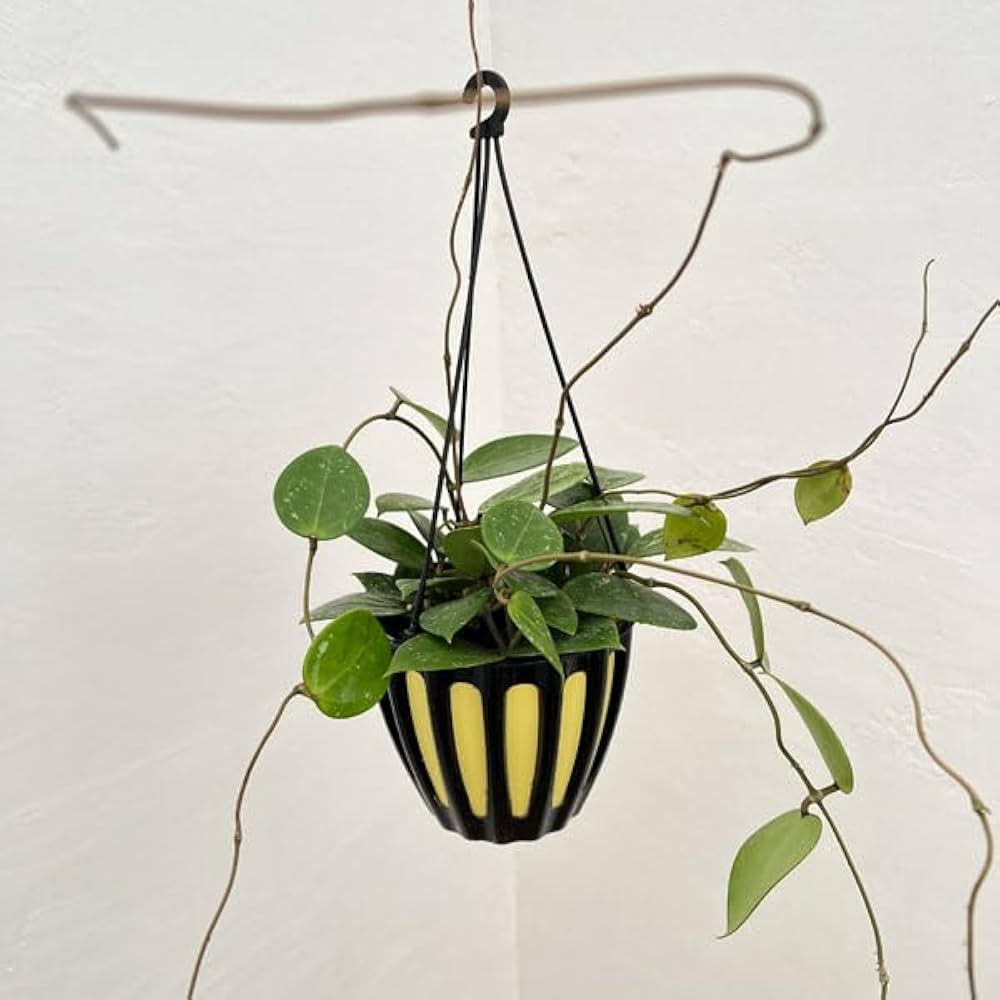 Amazon｜ホヤ：パラシティカスプラッシュ 5号吊り鉢[多肉植物