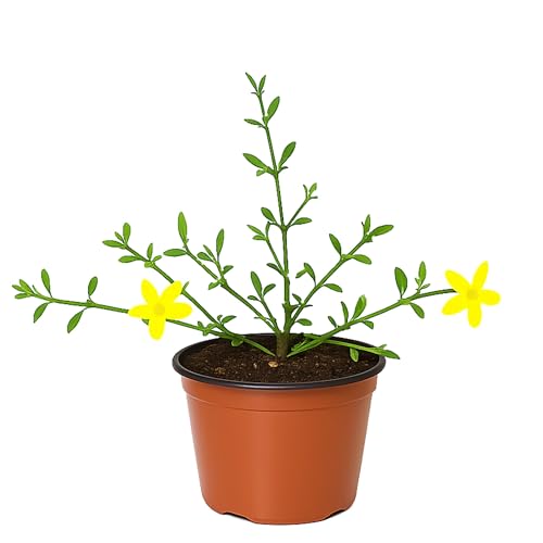 Easy to Grow Jasmine Winter Yellow - 2 Potted Shrub Plants in Grower Pots, Flowers in Winter to Spring, Low-Growing