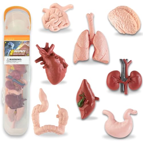 Liberty Imports 8 PCS Human Organs Toy Body Parts Figurines - 3D Mini Anatomy Model Realistic...