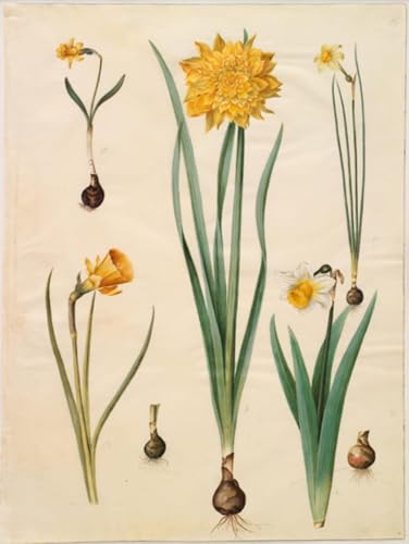 Image Sur Toile Narcisse Pseudonarcissus Holtzbecker - Habiller un Grand Mur Vide 60x90