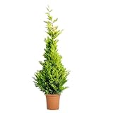 KENTIS - Cupressocyparis Leylandii Gold Rider - Ciprés de Leyland - Planta Perenne de Exterior - Seto de Jardín - H 200/220 cm Ø 30 cm