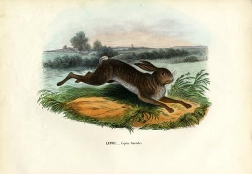 Affiche le comte de Dudley par Carlo Pellegrini peinture d'art mural 60x90cm pour salon