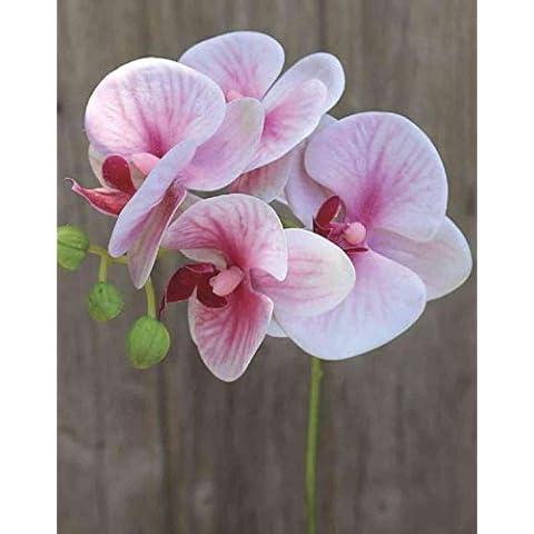 Orchidée Phalaenopsis Artificielle Ophelia Cover