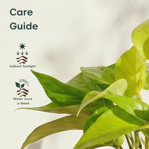 Image of Kyari Sansevieria Golden Hahnii Snake Plant Live Indoor Plant with Grey Self Watering Pot 4 Inch - Dwarf Snake Plant with Pot for Home, Bedroom, Office - Air Purifying Live Plant