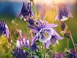 Akelei-Samen (lat. Aquilegia) – Mehrjährige Blütenpracht für Garten, Balkon & Kübel | Rosa & Lila Blüten | Fördert Biodiversität & lockt Bienen an | Samen aus Deutschland