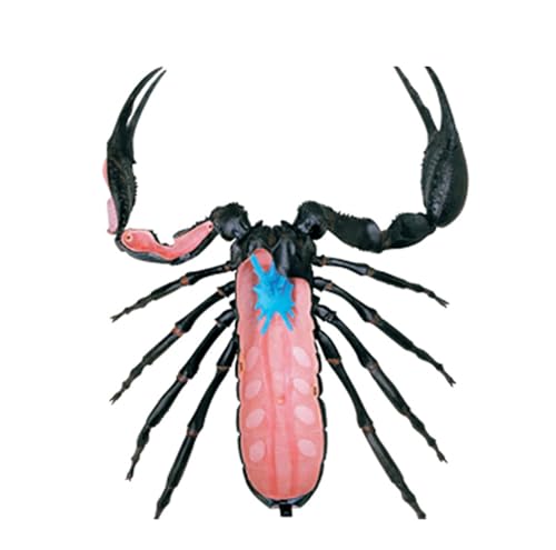 Modèle anatomique Scorpion 4D AMITD avec 29 pièces éducatives détachables - 6