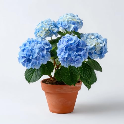 【お花の京花伝 - Floréclat -】 生花 紫陽花（あじさい） 細川未生流免許皆伝 セレクション 季節の彩り 寄せ植え 鉢花 花苗 豊かに彩ります 心温まる空間作りに (ブルー系, Lサイズ（５号鉢）) [2]