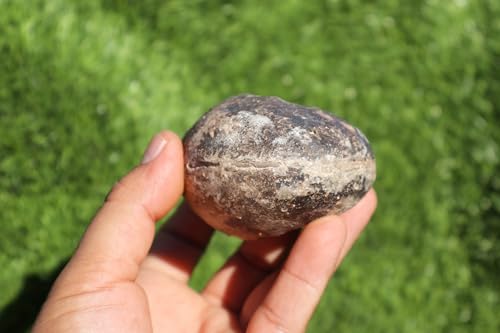 Image of Ammonite Fagesia Ammonite Fossil Rare Ammonite Fossil Natural Fossil from Morocco A47