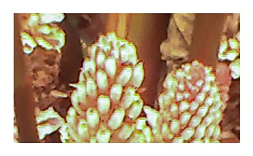 Stk - 10x Amomum kingii Kings Ingwer Garten Pflanzen - Samen ID461 - Seeds & Plants Shop by Ipsa