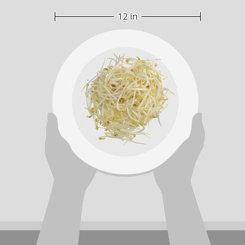 Bean Sprouts, 8 oz