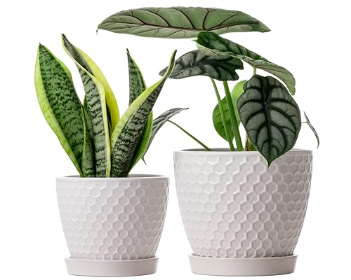 Docrin Ceramic Plant Pots Set of 2 (6.6'+5.5'), High-Fired Clay Indoor Planters with Drainage Holes...