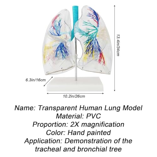 Modèle pulmonaire transparent 3D pour l'enseignement de l'anatomie
