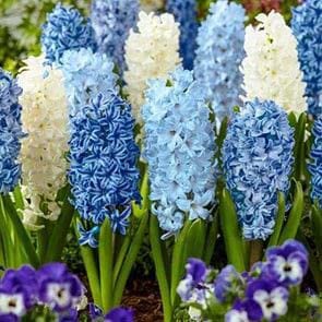Oakwood Farms� Hyacinth Beatiful Aromatic Charming Flower Bulbs | Winter blooming flowers for Home and Gardening PACK OF 1 (B0BLYM5MSG) Amazon Price History, Amazon Price Tracker