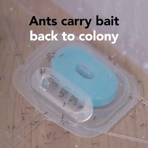 Raid Max Double Control Liquid Ant Killer Baits and Traps, Kills Ants Where They Breed, For Indoor Use, Child Resistant, 8 Bait Stations image 8