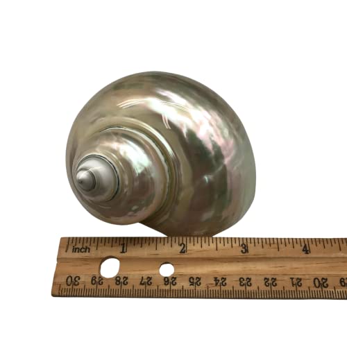 Image of PEPPERLONELY 2 PC White Large Pearlized Silver Mouth Turbo, Hermit Crab Shells, 3 Inch ~ 3-1 /2 Inch