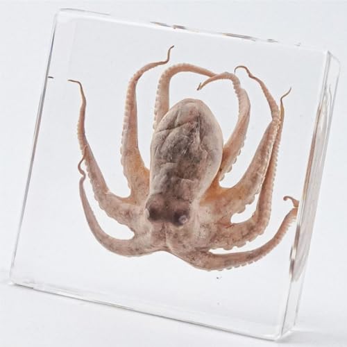 Real Octopus Specimen in Clear Resin Block, 3 x 3 x 1 inches