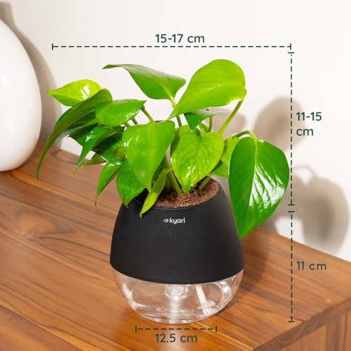 Image of Kyari Money Variegated Indoor Live Plants with Black Self Watering Pot - Oval Pot 4 Inch