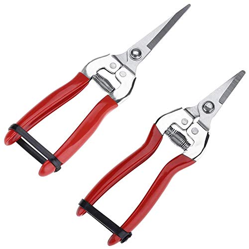 XYDZ 2PCS Forbici da Potatura, cesoie per Giardinaggio con Acciaio Inox per Giardino Forbici Professionali per potatori Lame, Cesoie da potatura, Disposizione dei Fiori, Taglio delle Piante, Raccolta