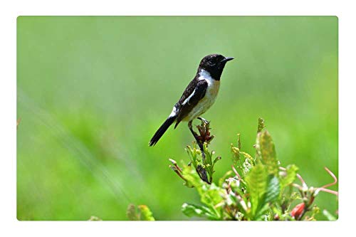 LESGAULEST Doormat Floor Rug/Mat (23.6 x 15.7 inch) - Natural Wild Animals Bird Animal Novi Security