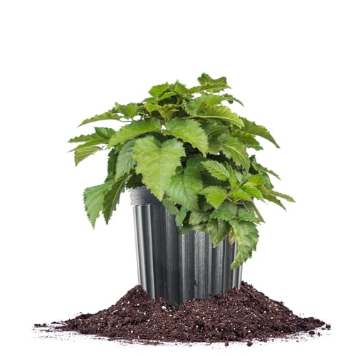 Prime-Ark Traveler Thornless BlackBerry in 1 Gallon Grower's Pot | Large Delicious Berries During Summer | Easy to Manage Garden Bushes