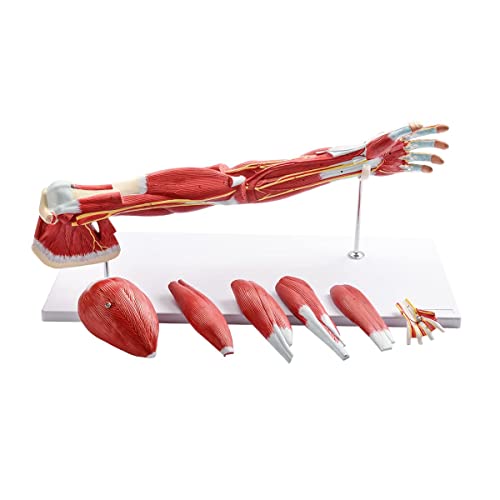 Image of Human Anatomical Muscular Arm Model, 7 Part Life Size Numbered Muscular Upper Limb Shoulder Hand Model with Removable Muscles for Medical Physiology Study Teaching Includes Stand
