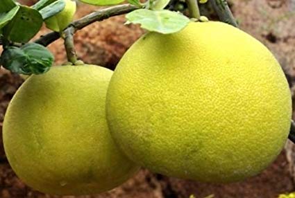 Image of GreenWorld Special Big Size All Time Seedless Yellow Batabi Lemon /Lebu Plant,(GRAFTED /GUTI KOLOM) Healthy Live Plant,''Fruit After 1 Year''