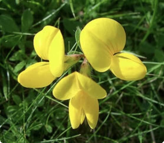 (100g)++++100% UK Wild Flower Seed Plants Attracts Bees & Butterfly No Grass Pure Wildflower Seeds Genuine UK Seed Mix Annual Meadow This Meadow Flower Mixture Includes annuals and perennials