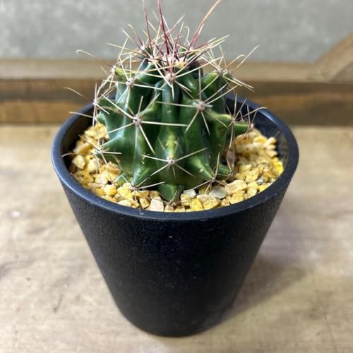 フェロカクタス　旋風玉　6号鉢 サボテン：フェロカクタス 旋風玉*幅21cm 現品！一品限り ☆根未確認