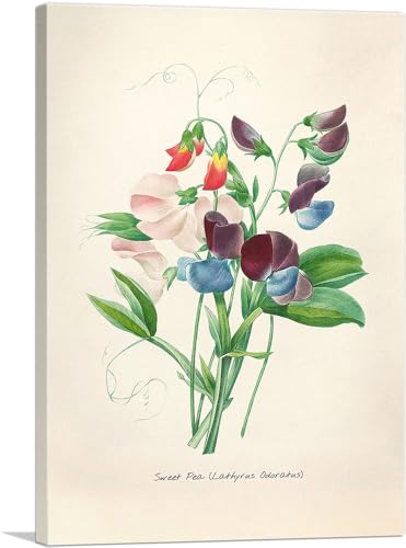 ARTCANVAS Sweet Pea Flowers canvas print