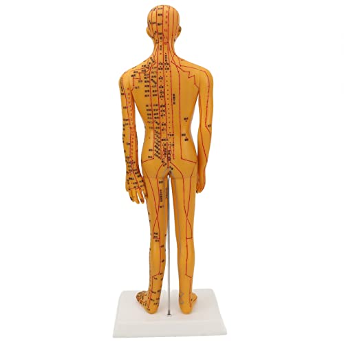 Acupuncture Model with Chart Kit (Man), Acupoint Mannequin Pressure Point Acupuncture Model - 53cm Standing Height