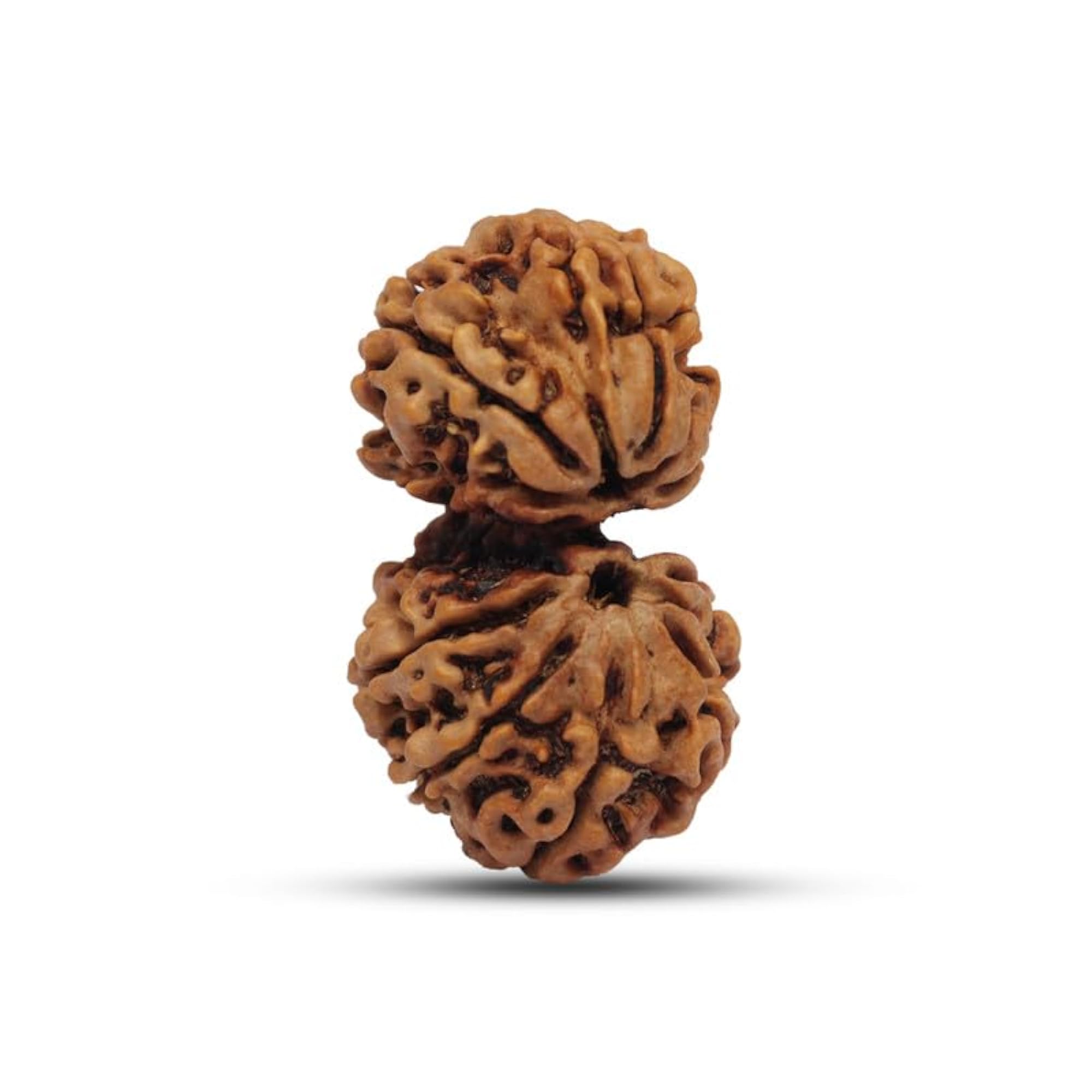 Gauri Shankar Rudraksha 13 Mukhi, Original Nepal