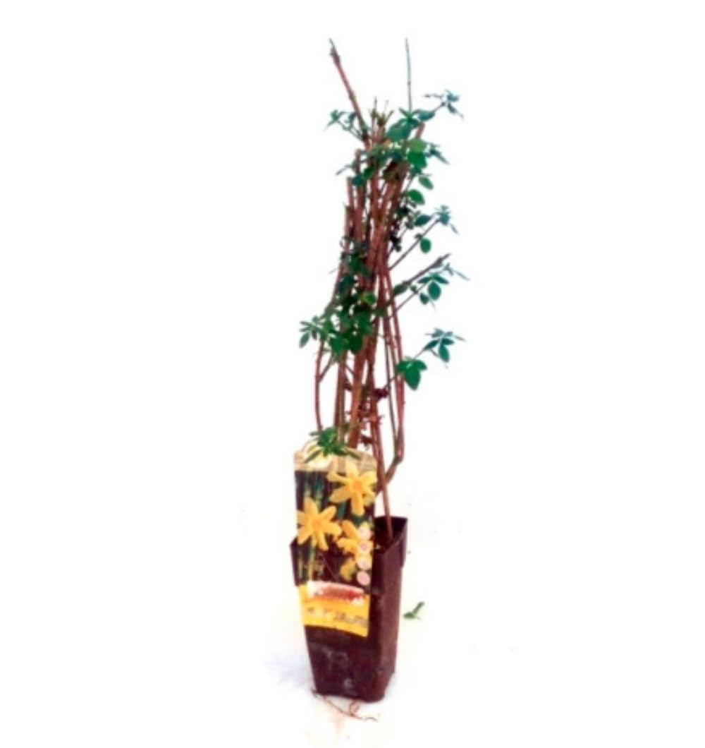 Planta natural Jazmin Amarillo, Jasminum Nudiflorum, 30-40 cm. Planta trepadora con flores fragantes y de un brillante color amarillo. Segura Garden.