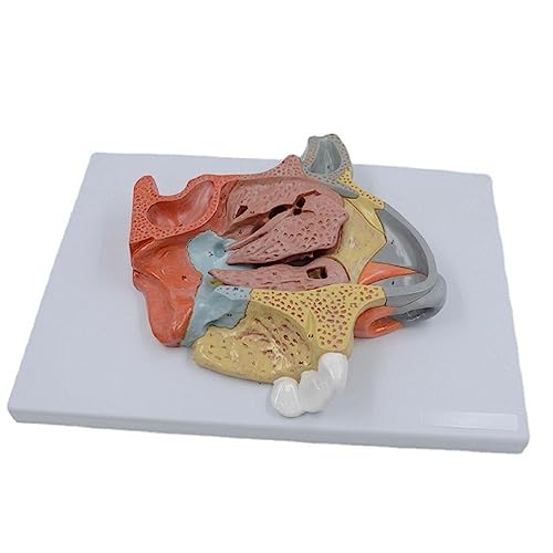 Modèle de nez modèle de gorge humaine pour enseigner la biologie et étudier