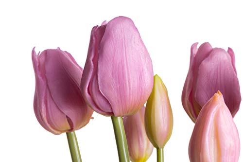 Nova-Nature künstliches Tulpenbündel mit 4 Tulpen und 3 Tulpenknospen real Touch (Mauve)