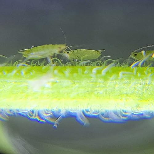 Tierra Y Fertilizantes, Home Imagen adicional