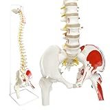 Quystetes Wirbelsäulenmodell für Anatomie, Arterien, Lendenwirbelsäule, Beckengürtel mit...
