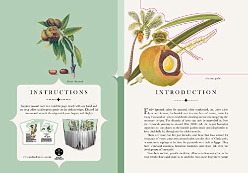 The Tree: The Book that Transforms into a Work of Art