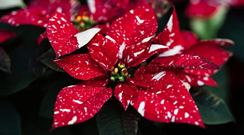 New 100pcs Poinsettia Flower Seeds Red White Generic