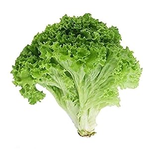 200 Stuks Sla Zaden Non-GMO Heirloom Grote Groene Bladeren Golvende Eigenaardige Vorm Krul Aan De Rand Populaire…