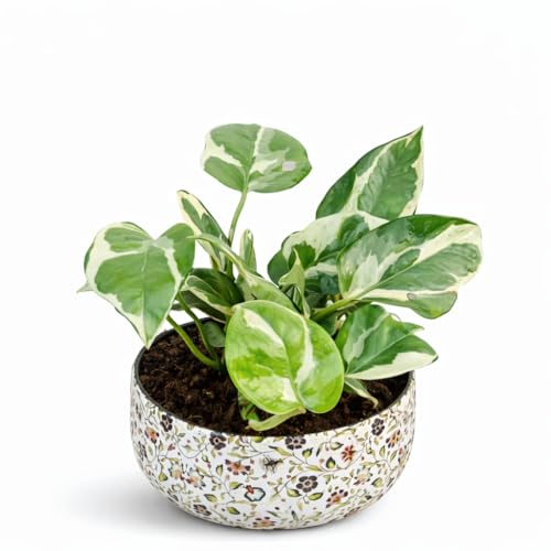 Image of Amulya Farms Indoor Plants for Home | Variegated Money Plant with Premium floral Print Metal Pot | Air Purifying Plants for Home Decor, Living Room and Office Decoration