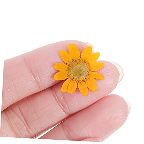 3 sets de flores secas prensadas mini margaritas artificiales miniatura 5